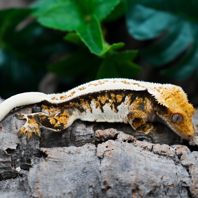 트라이 풀핀 화이트