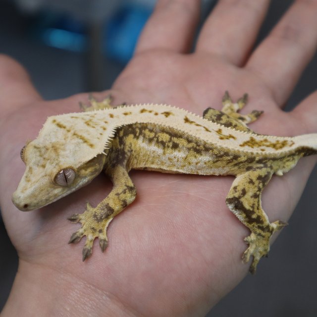 드리피 트라이 풀핀