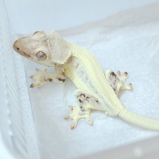 동배
