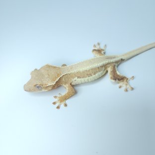 릴리화이트 크림시클