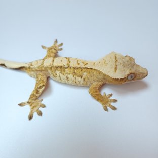 동배