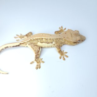 크림시클 릴리화이트