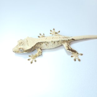 노멀 드리피 화이트스팟