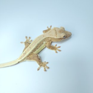 릴리화이트 크림시클