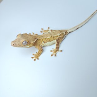 릴리화이트 팬텀 크림시클