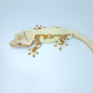 크림시클 릴리화이트