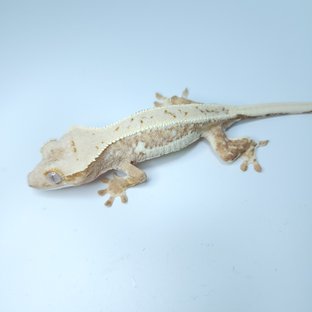 릴리화이트 옐로우 크림시클