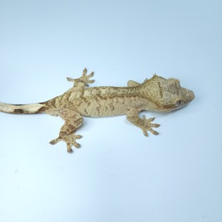 스트로베리 옐로우