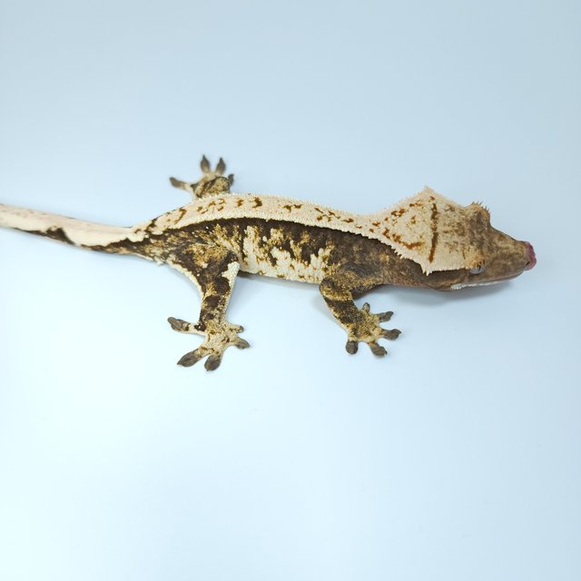 트라이 익스트림할리퀸