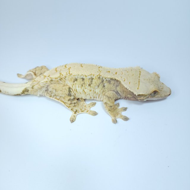 트라이 익스트림할리퀸 쿼드