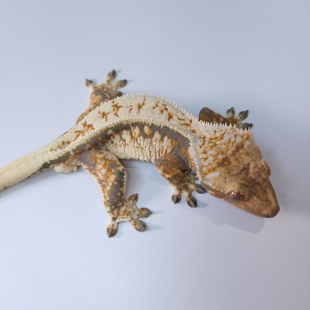 트라이