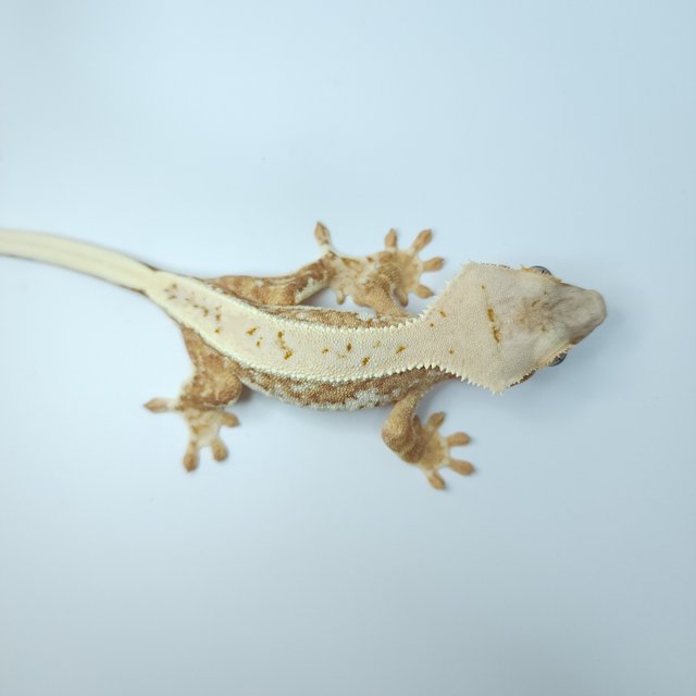 릴리화이트 옐로우 크림시클