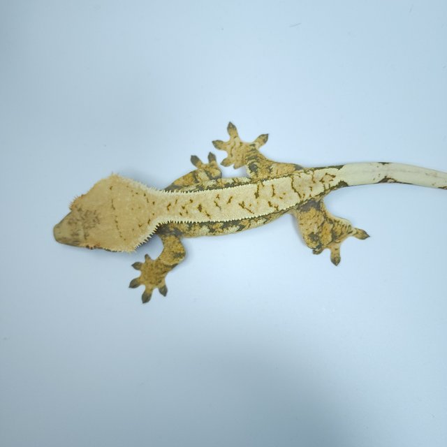 트라이 익스트림할리퀸