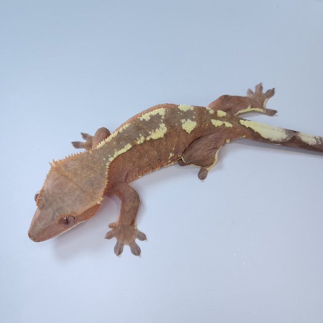 크림 크림시클 카푸치노