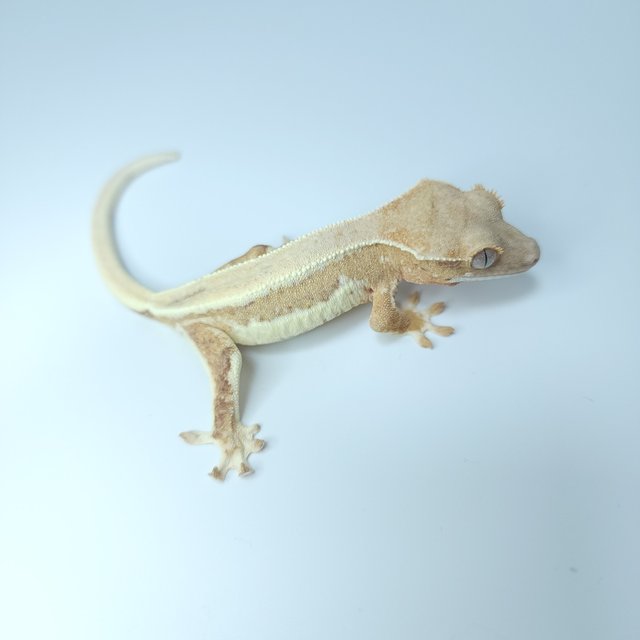 릴리화이트 크림시클