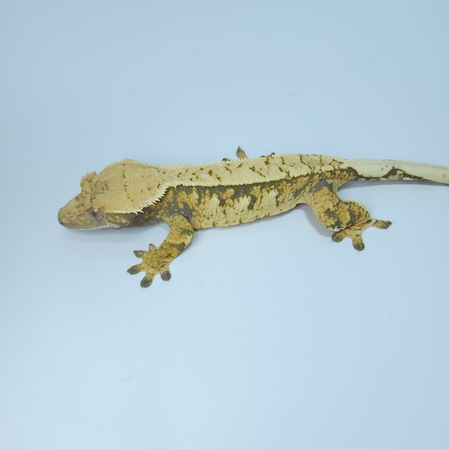 트라이 익스트림할리퀸