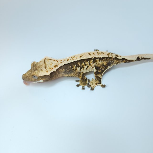 트라이 익스트림할리퀸