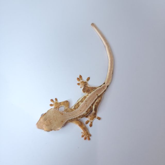 릴리화이트 크림시클 팬텀