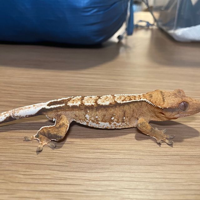 노멀 100%헷아잔틱 크림시클