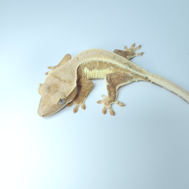 릴리화이트 크림시클