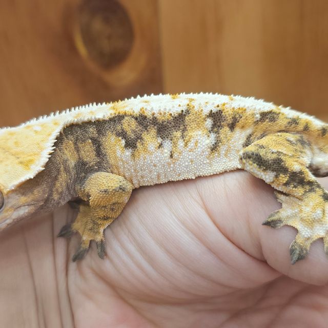 트라이