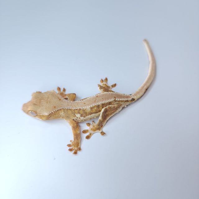 릴리화이트 크림시클 팬텀