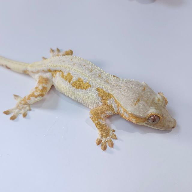 릴리화이트 크림시클 옐로우