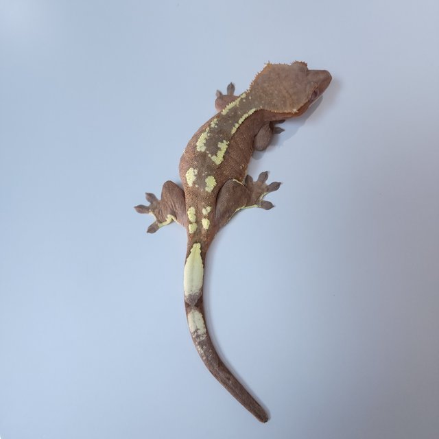 크림 크림시클 카푸치노