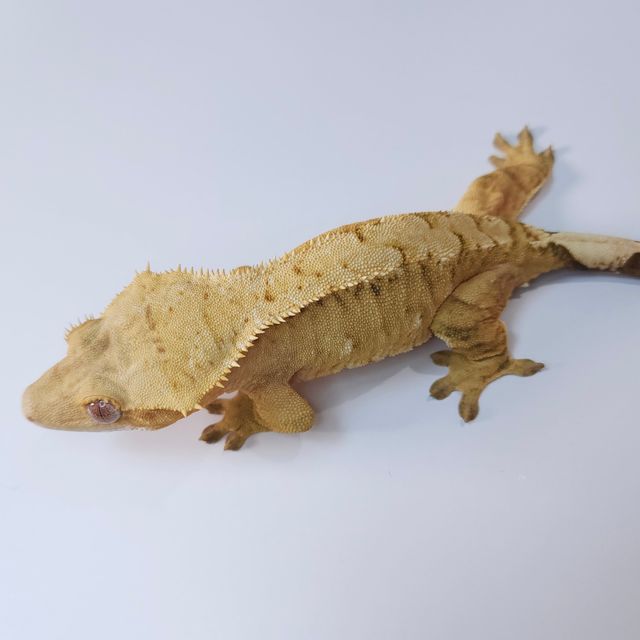 100%헷아잔틱 크림시클 벅스킨