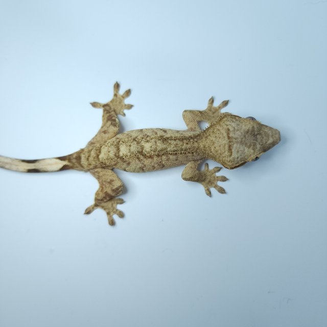 스트로베리 옐로우