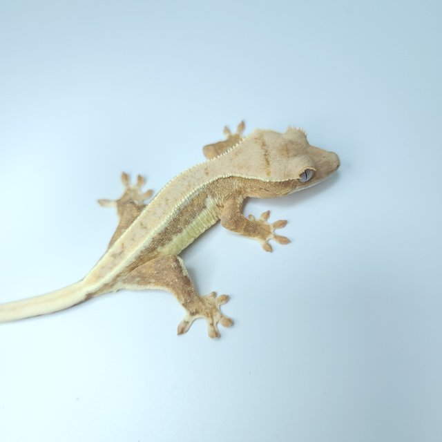 릴리화이트 크림시클