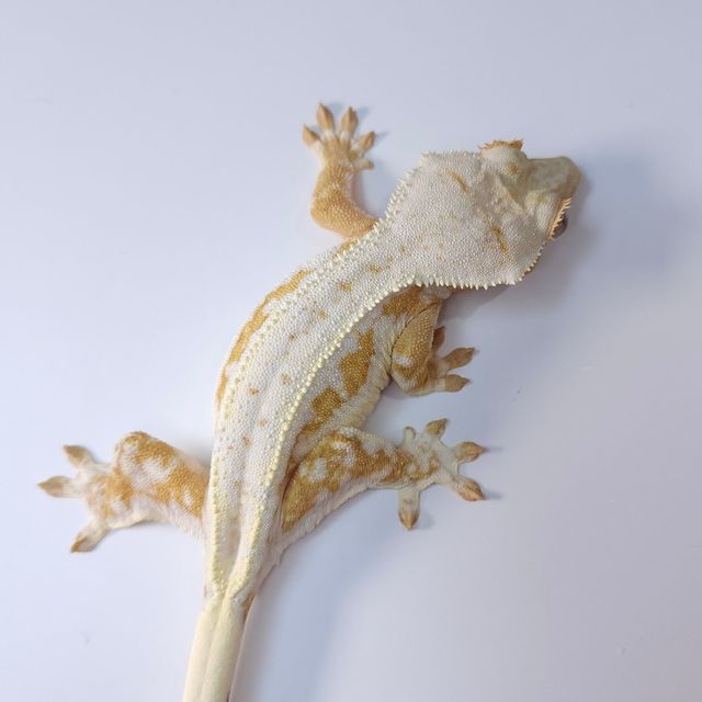 릴리화이트 크림시클 옐로우
