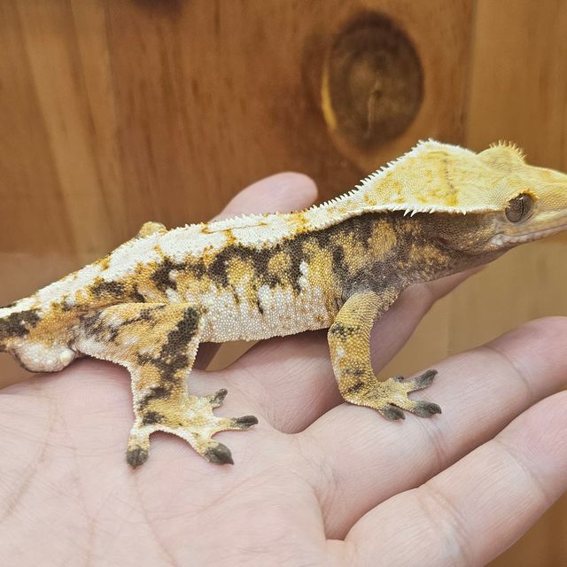 트라이