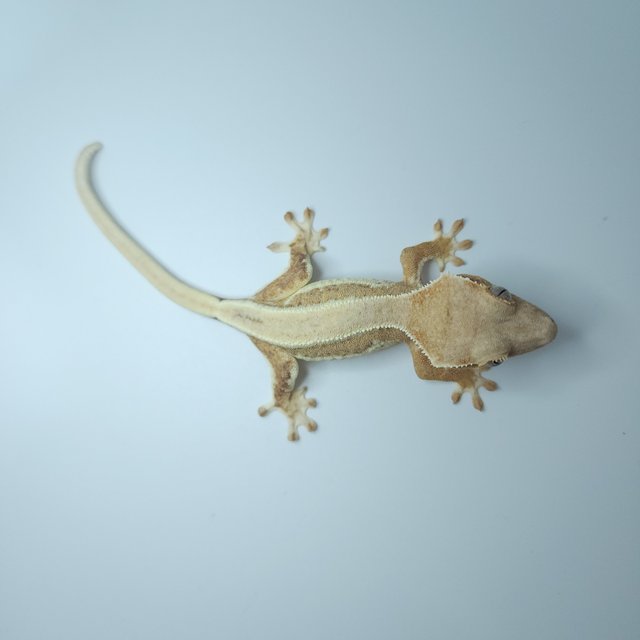 릴리화이트 크림시클