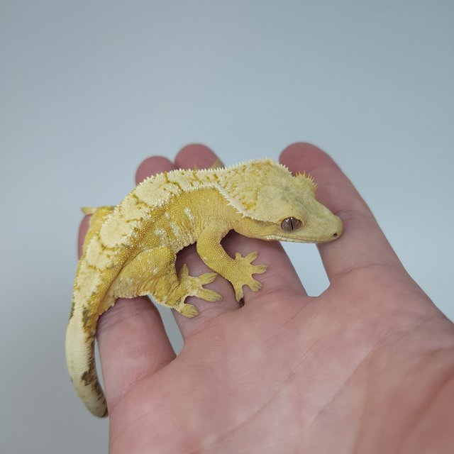 옐로우 크림시클