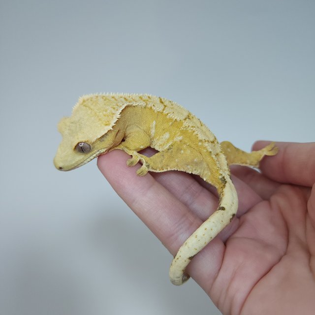 옐로우 크림시클