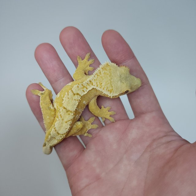 옐로우 크림시클