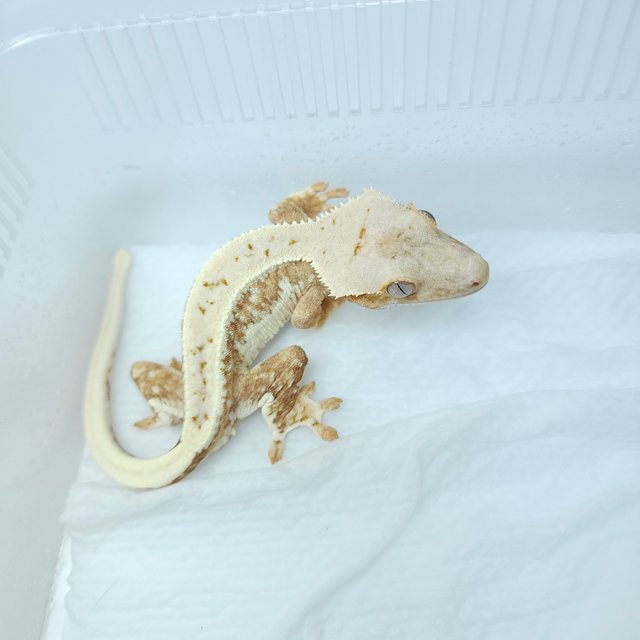 릴리화이트 옐로우 크림시클