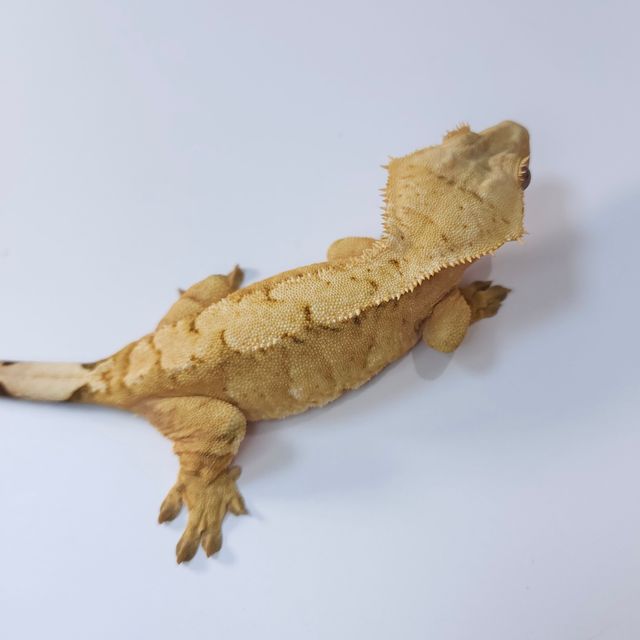 100%헷아잔틱 크림시클 벅스킨