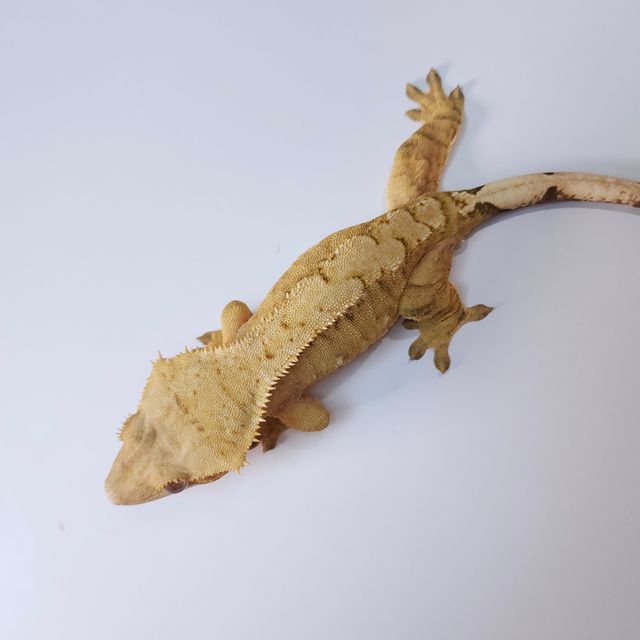 100%헷아잔틱 크림시클 벅스킨