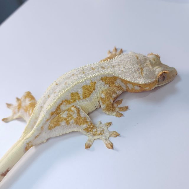 릴리화이트 크림시클 옐로우