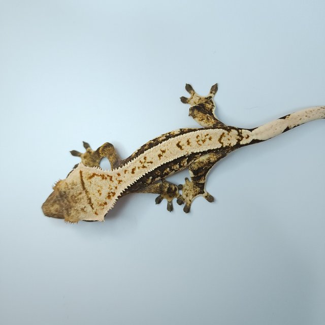 트라이 익스트림할리퀸