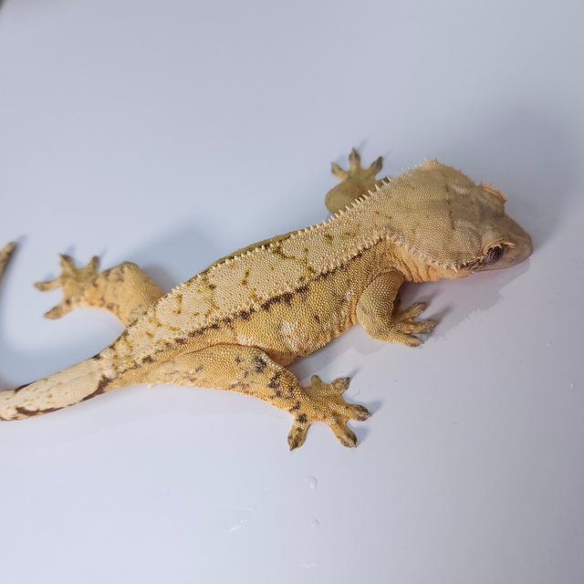 브린들 옐로우 트라이