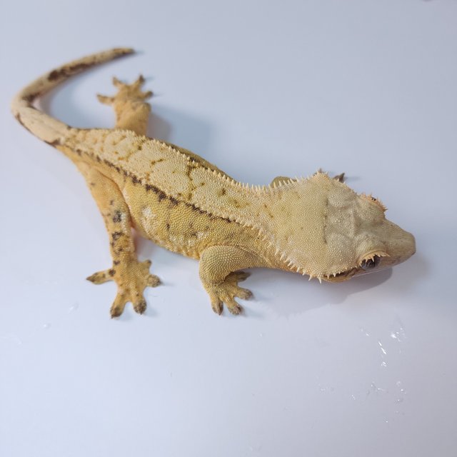 브린들 옐로우 트라이