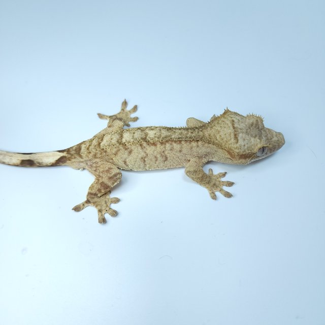 스트로베리 옐로우