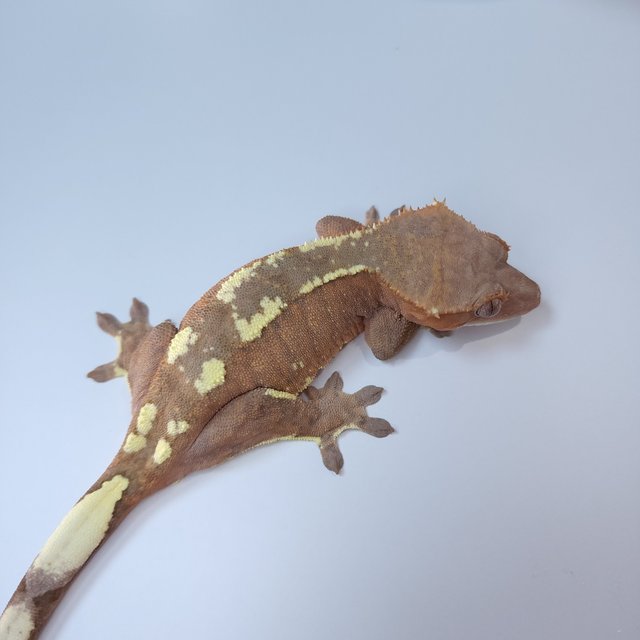 크림 크림시클 카푸치노