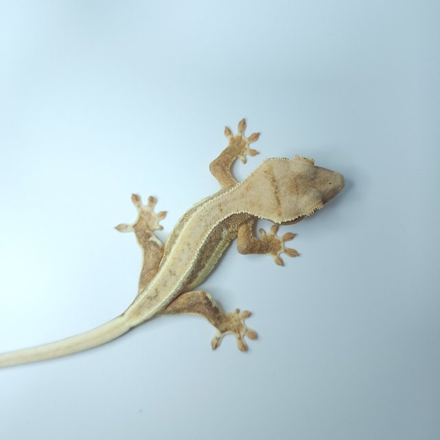 릴리화이트 크림시클