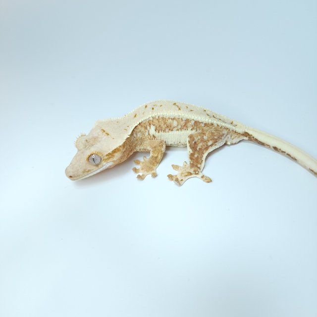 릴리화이트 옐로우 크림시클