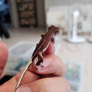 릴리화이트 팬텀 레드