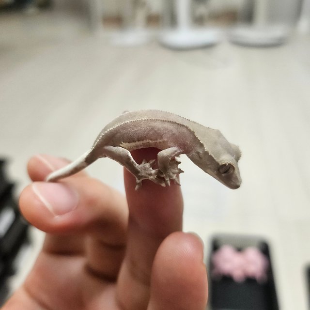 릴리화이트 팬텀 레드